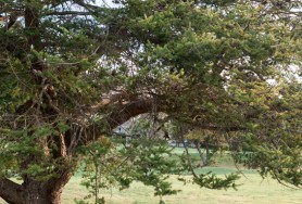 A&H_NeridaMcMurrayPhotography087